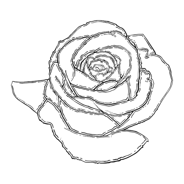 Capullo de flor de rosa doodle lineal
