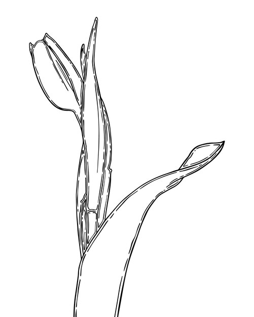 Capullo de tulipán con tallo y hojas flor doodle lineal