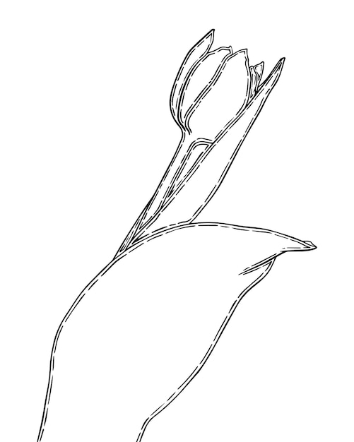 Capullo de tulipán con tallo y hojas flor doodle lineal