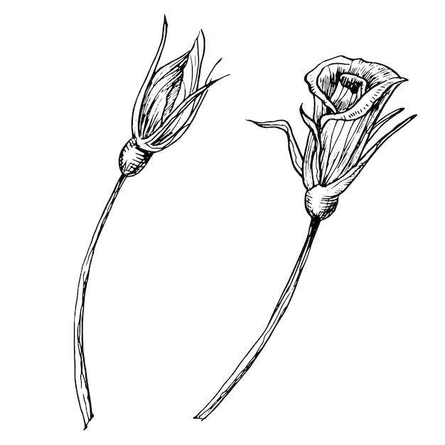 Capullos de flores de rosa Ilustración vectorial dibujada a mano sobre fondo aislado Dibujo floral