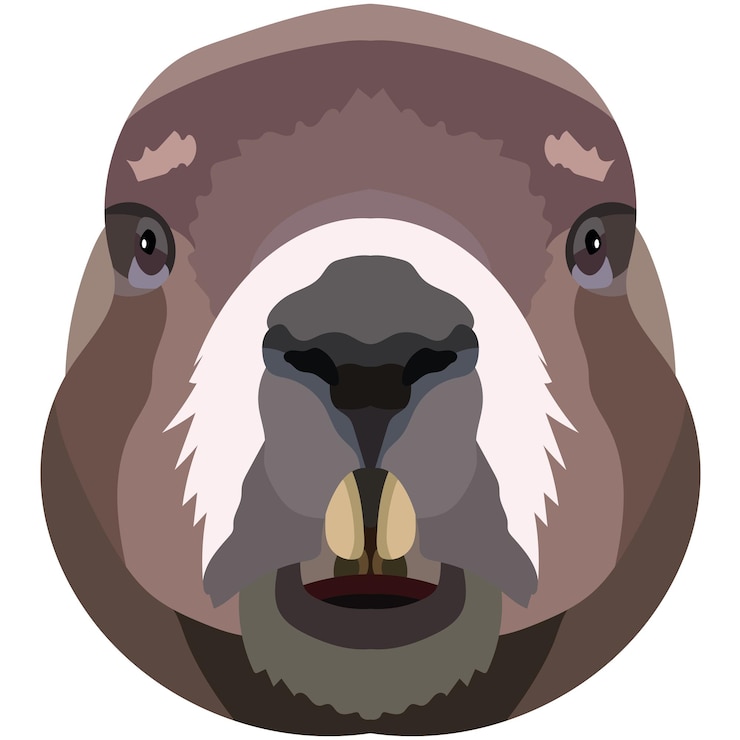 Vector cara de castor se representa una ilustración de un hocico de un roedor retrato brillante sobre un fondo blanco logotipo de animal de gráficos vectoriales