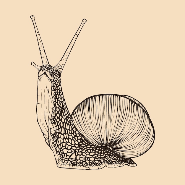 Caracol dibujado a mano Estilo de grabado de línea vintage Ilustración vectorial