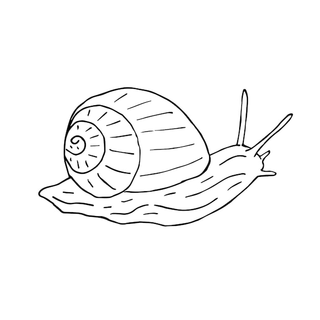 Caracol dibujado a mano vectorial aislado sobre fondo blanco