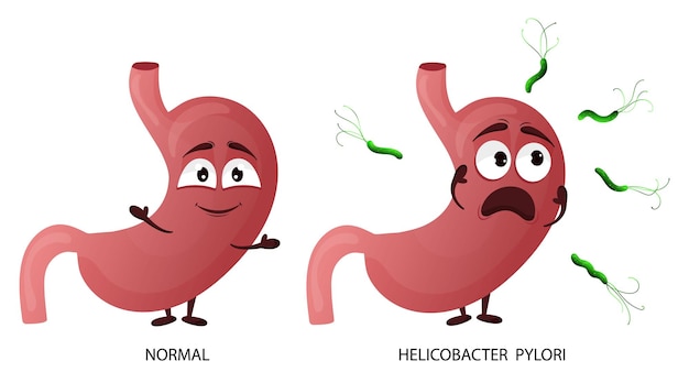 Carácter de estómago de dibujos animados Concepto órgano interno sano y helicobacter pylori afectado Ilustración vectorial aislado fondo blanco