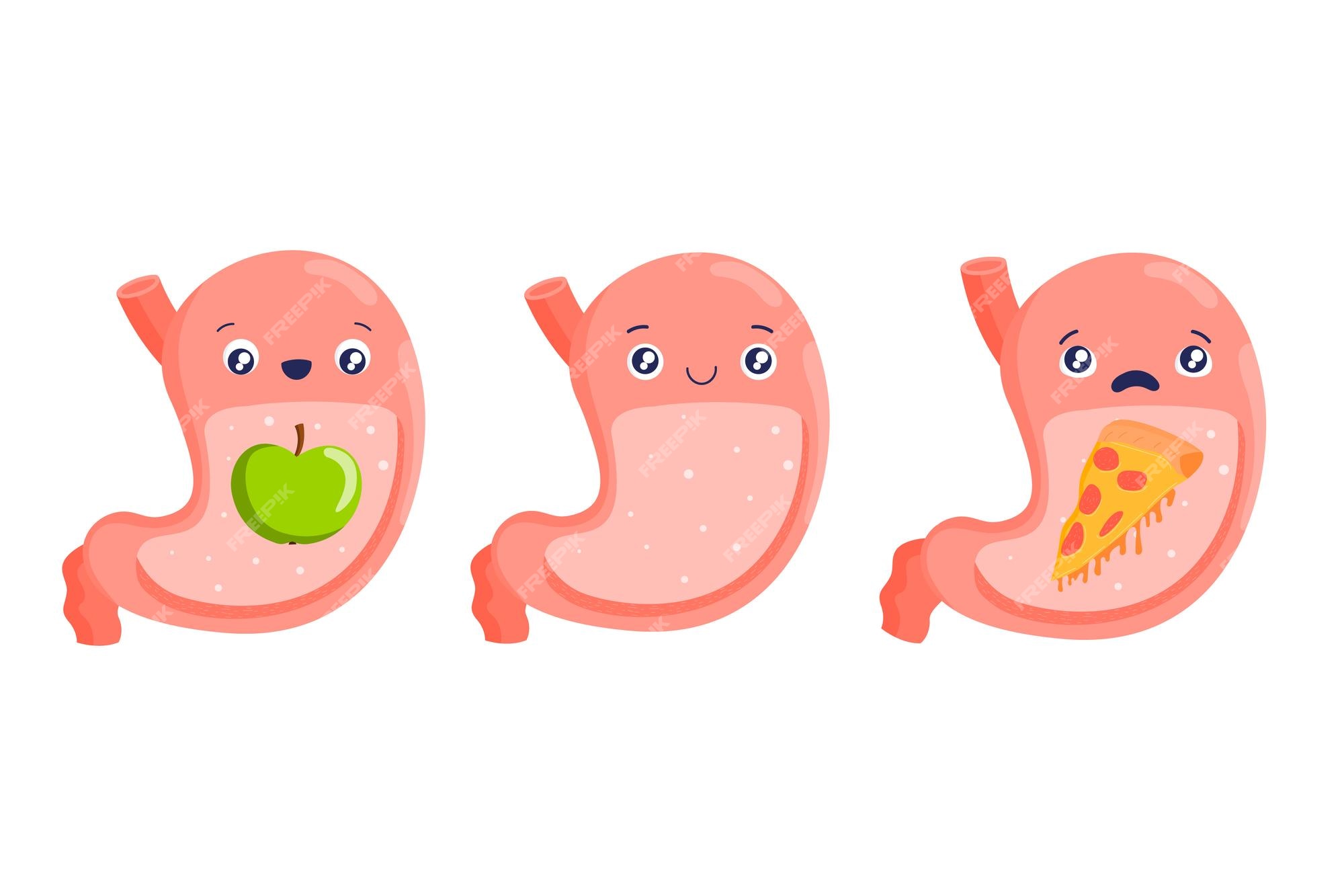 Carácter del estómago nutrición saludable y adecuada dolor de estómago  órganos internos de dibujos animados dieta | Vector Premium