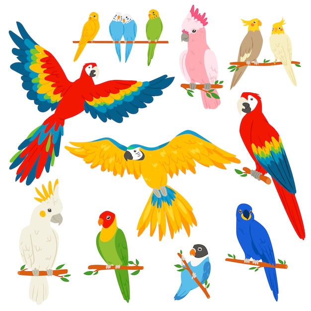 Carácter de loro loro y aves tropicales o dibujos animados guacamayos exóticos en trópicos ilustración conjunto de colorido pájaro tropical sobre fondo blanco.