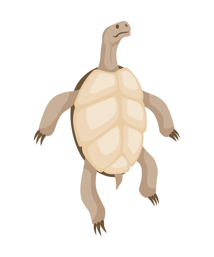 Vector carácter de tortuga tortuga terrestre animal de vida silvestre en concha ilustración de vector plano aislado sobre fondo blanco