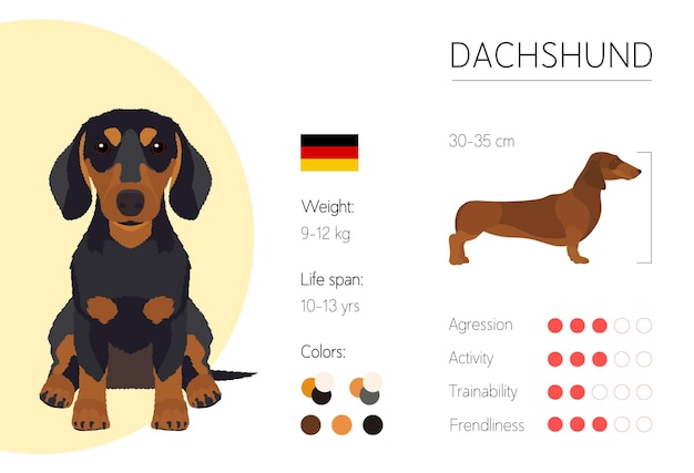 Vector características de la raza de perro dachshund plantilla de diseño de vectores de información