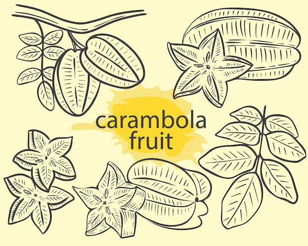 Carambola de fruta entera, en rama con hojas y trozos de estrellas dibujadas a mano exóticas tropicales