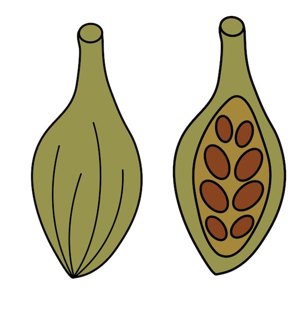 Cardamomo entero y medio con semillas condimento de especias y hierba pegatina de icono de doodle vector plano