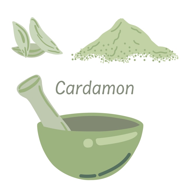 Vector cardamomo de especia india de color verde sobre un fondo blanco