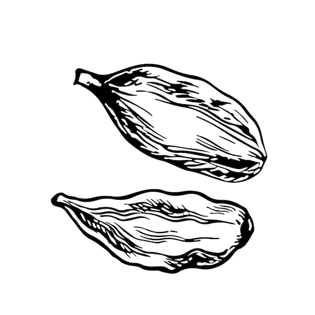 Cardamomo Gráficos vectoriales con la imagen de especias perfumadas Una ilustración dibujada a mano en blanco y negro sobre un fondo blanco Ideal para cocinar recetas menús carteles o etiquetas