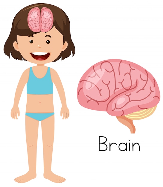Una caricatura del cerebro humano