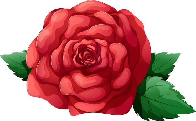 caricatura, rosa roja, exuberante, flor, aislado
