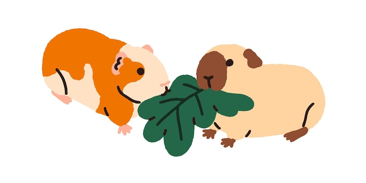 Vector cariñosos conejillos de indias animales cavy pareja roedores divertidos comiendo comida de hojas kawaii adorables personajes encantadores mascotas felices alimentándose juntos ilustración vectorial gráfica plana aislada sobre fondo blanco