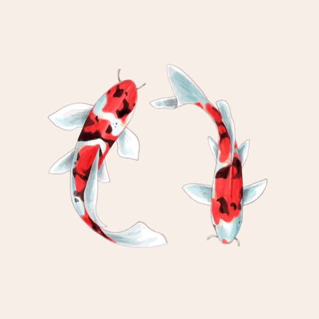 Vector carpas koi