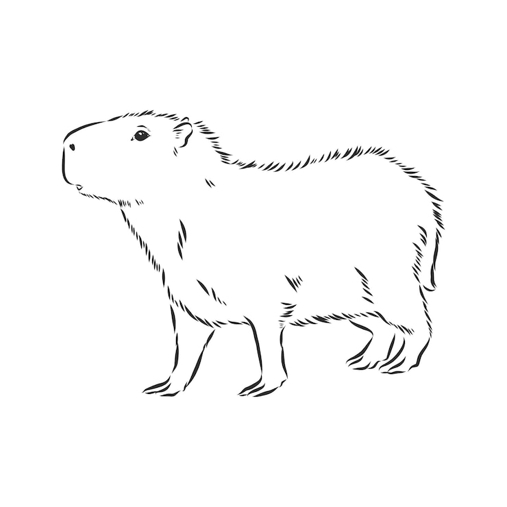 Vector carpincho dibujo a mano serie animales de américa del sur