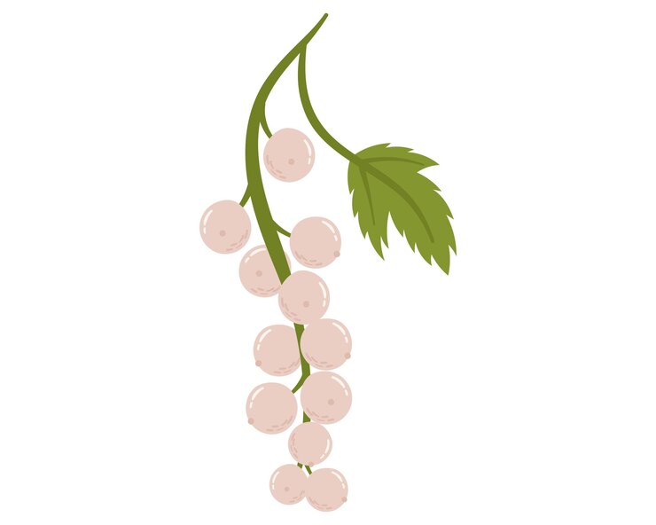 Vector carrasón blanco de frutas en dibujos animados dibujados a mano de estilo simple de color variable editable