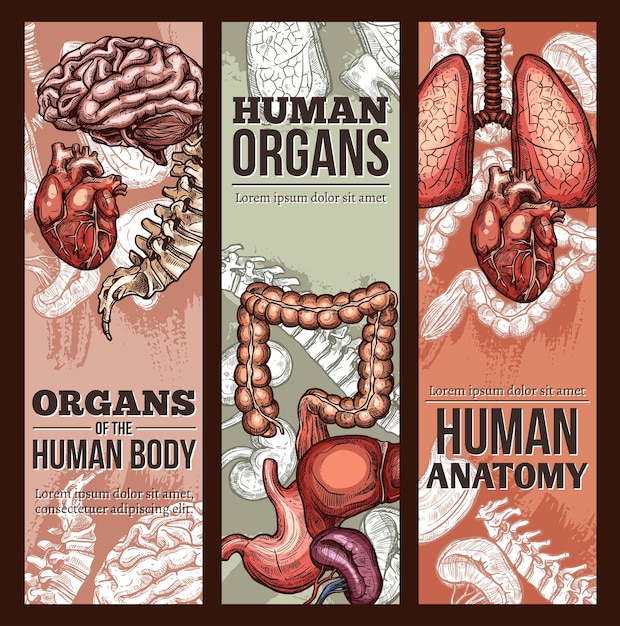 Cartel de anatomía de boceto vectorial de órganos humanos
