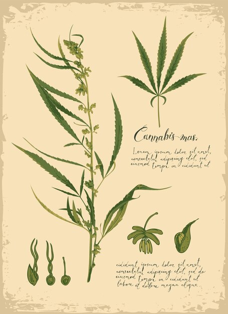cartel botánico con planta verde
