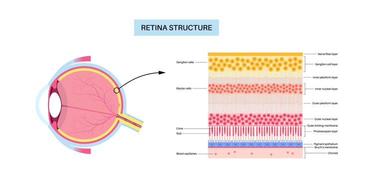 Vector cartel de la estructura de la retina