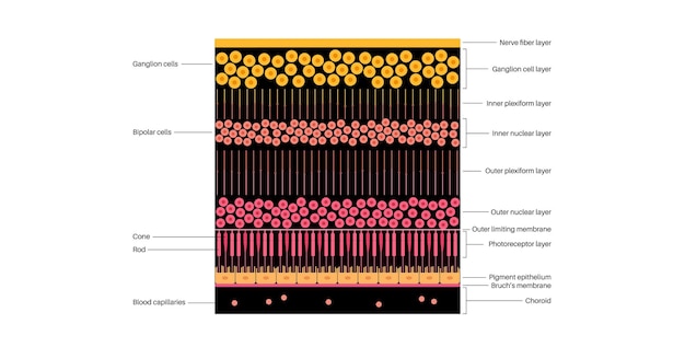 Cartel de la estructura de la retina