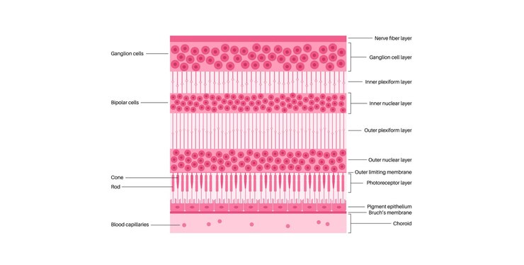 Vector cartel de la estructura de la retina