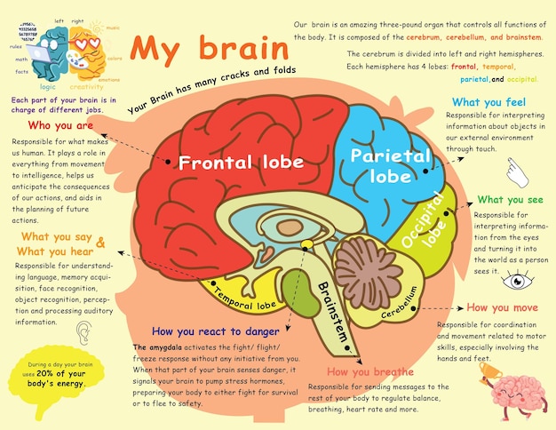 Vector cartel de las funciones cerebrales