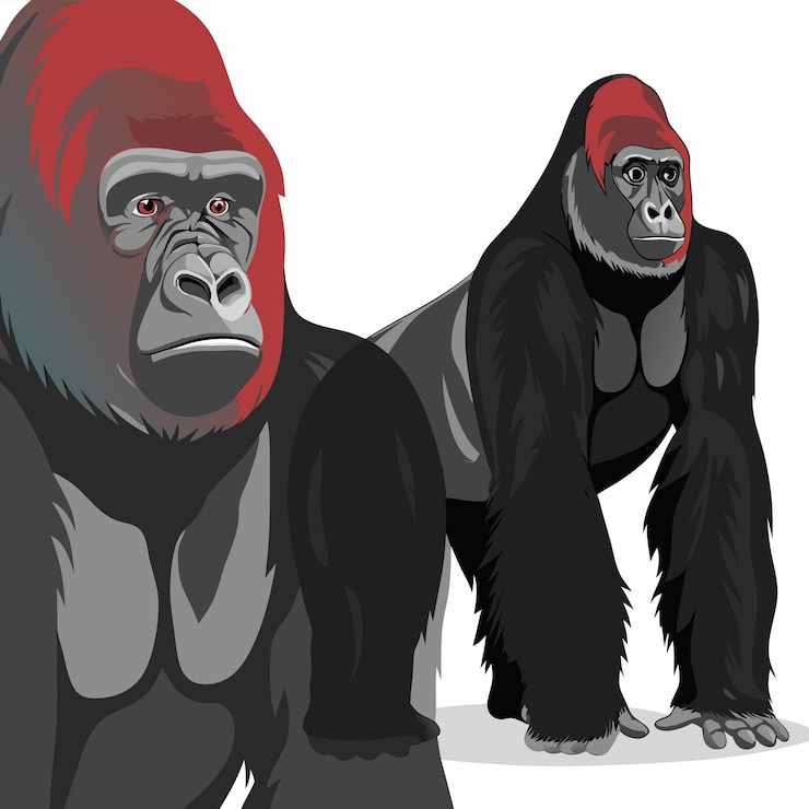 Vector un cartel de un gorila y un gorila