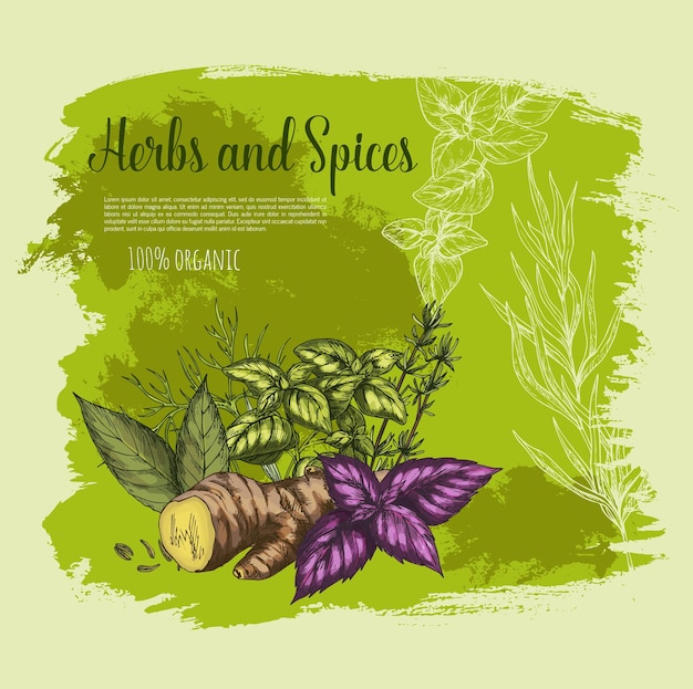 Cartel de hierbas y especias naturales de vector para tienda