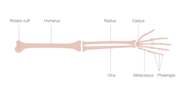 Vector cartel de los huesos del brazo