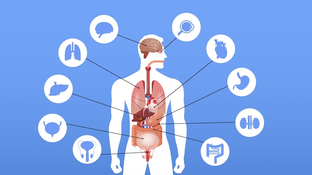 Vector cartel de infografía de estructura del cuerpo humano con iconos de órganos internos sistema de anatomía retrato horizontal