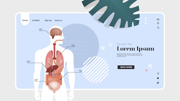 Vector cartel de infografía de estructura del cuerpo humano con sistema de anatomía de los órganos internos retrato espacio de copia horizontal