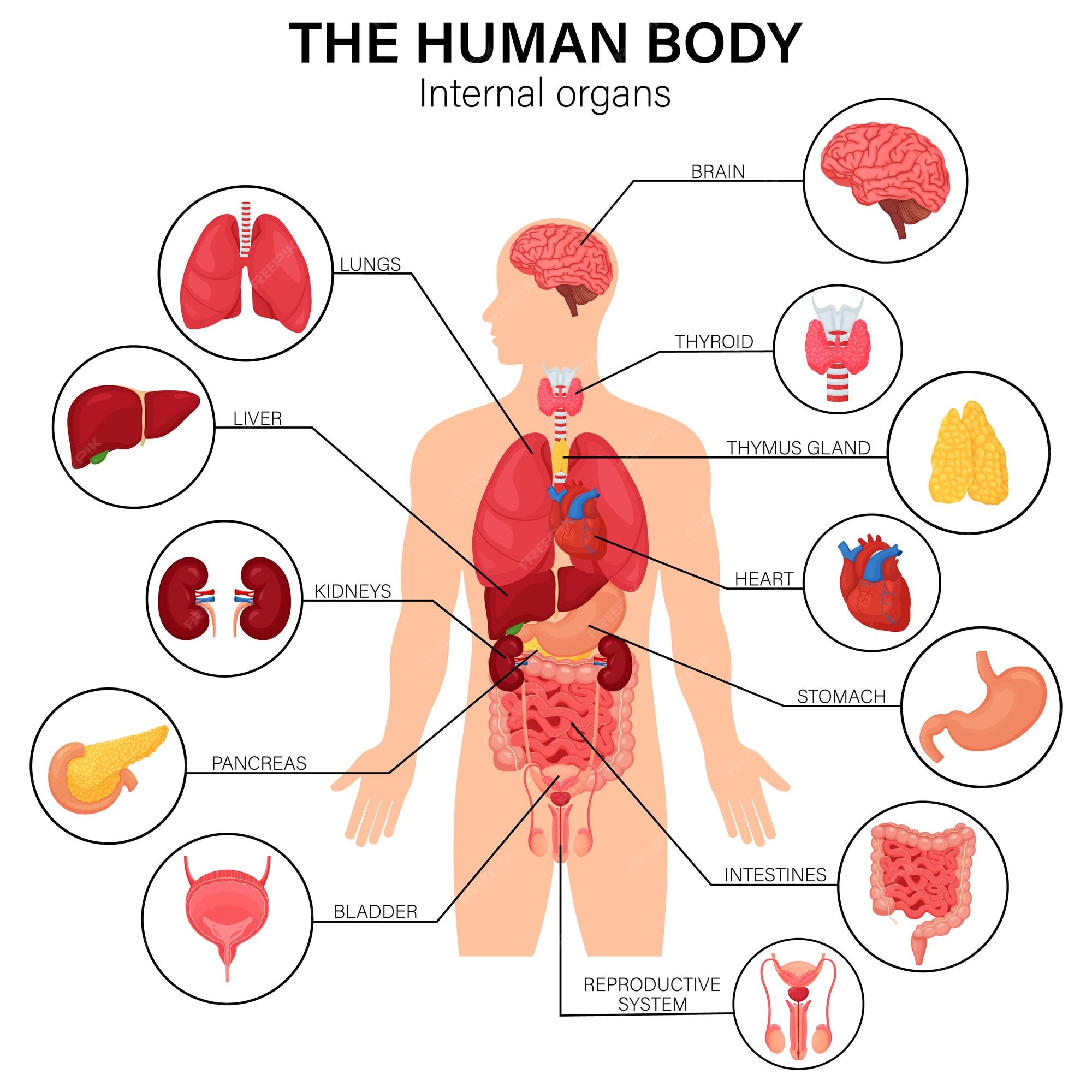 playa toque destilación Cartel infográfico plano del diagrama de los órganos internos del cuerpo  humano con la ubicación de los nombres de la imagen de los iconos y la  ilustración del vector de las definiciones.