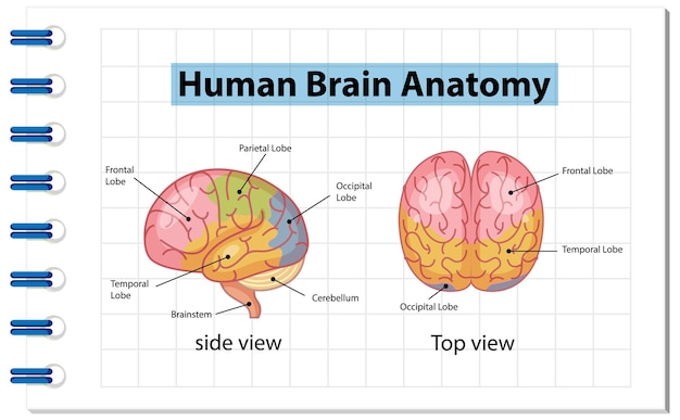 Vector cartel de información del diagrama del cerebro humano.