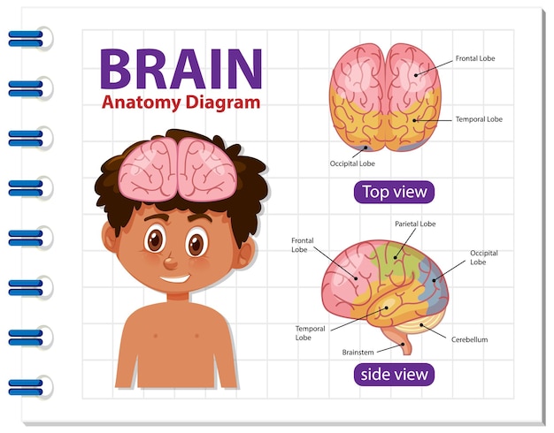 Cartel de información del diagrama del cerebro humano.