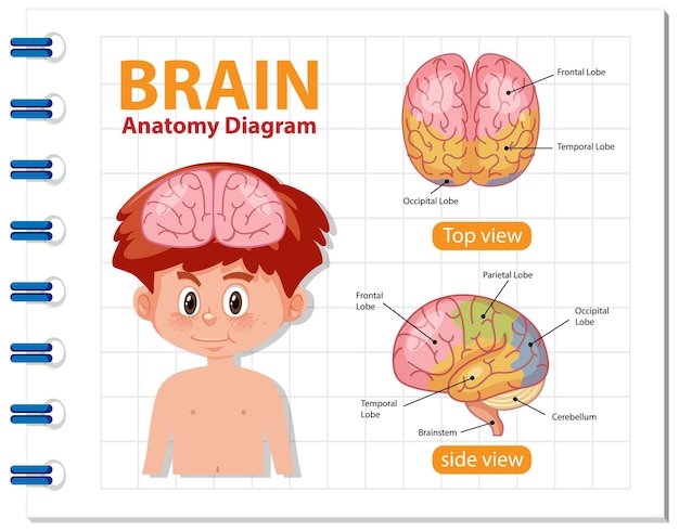 Cartel de información del diagrama del cerebro humano.