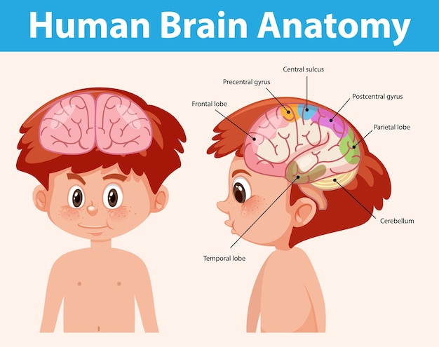 Cartel de información del diagrama del cerebro humano.