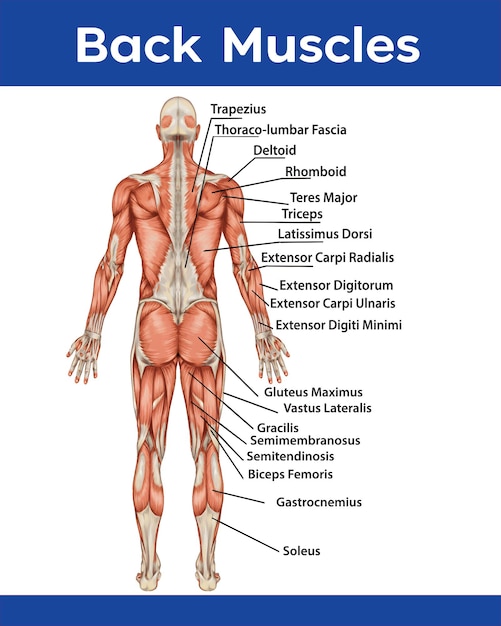 Un cartel de los músculos de la parte superior del cuerpo