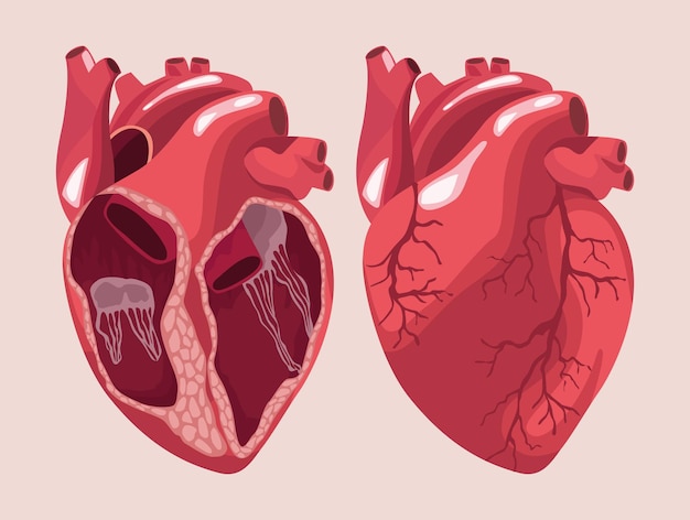 Cartel de órganos humanos de corazones realistas