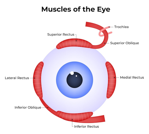 Vector un cartel que dice que los músculos del ojo