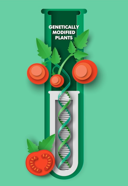 Cartel de vector d planta de tomate modificado genéticamente