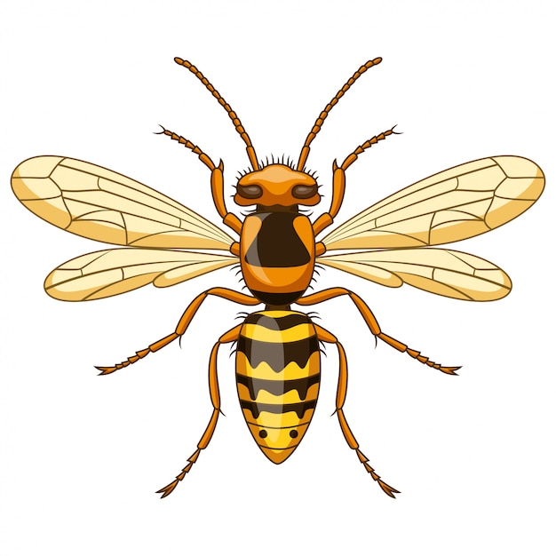 Cartoon avispa mascota insecto sobre fondo blanco.
