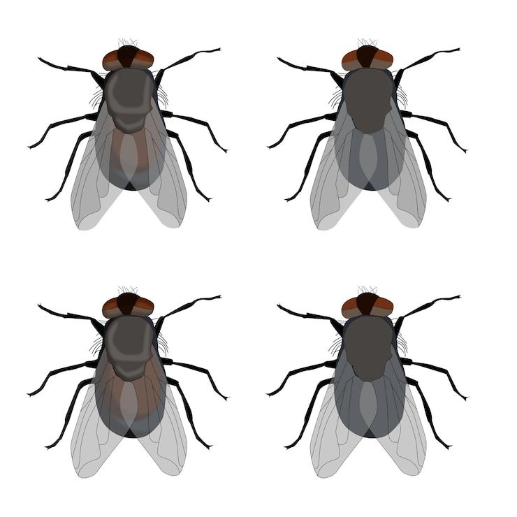 Vector casa negra mosca casa gris insecto