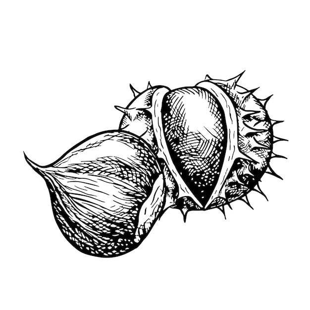 La castaña está pelada y pelada gráficos vectoriales que representan las frutas ilustración dibujada a mano