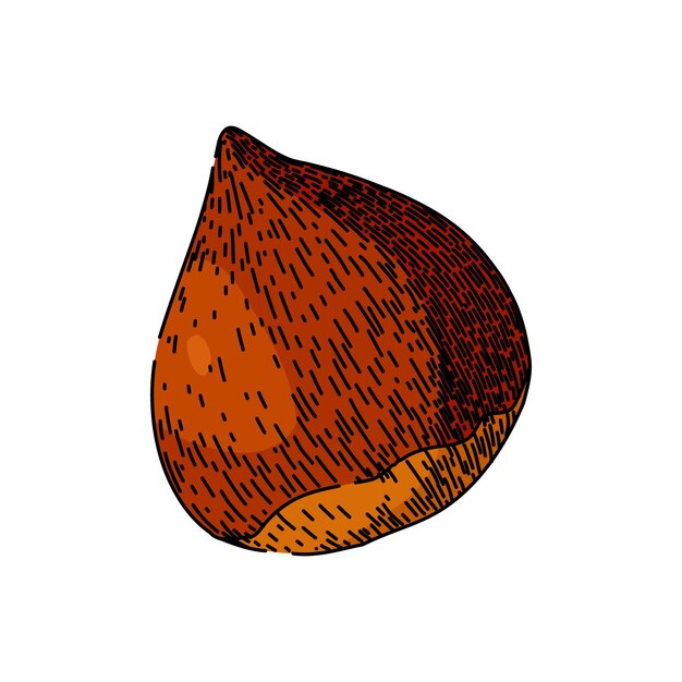 castaña de otoño dibujado a mano naturaleza fruta castaña temporada de alimentos nuez castaña de otoño dibujo vectorial ilustración de color aislado