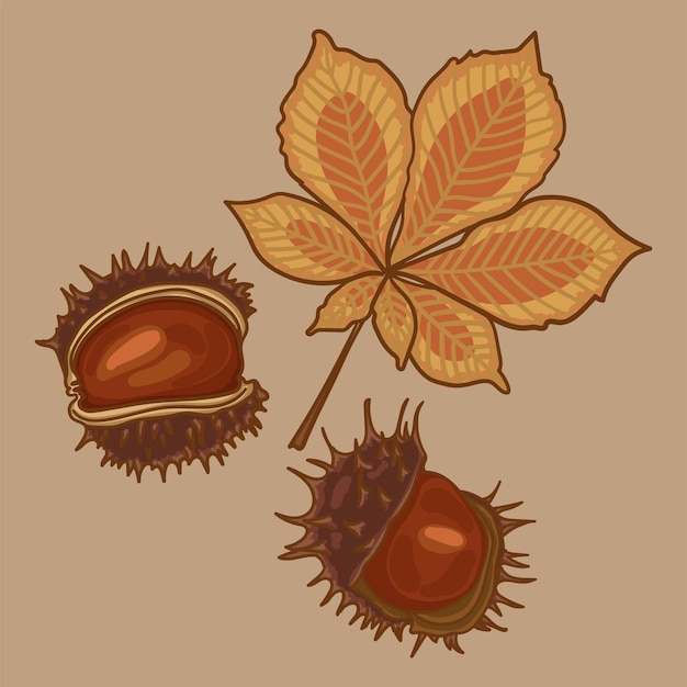 Vector las castañas de otoño