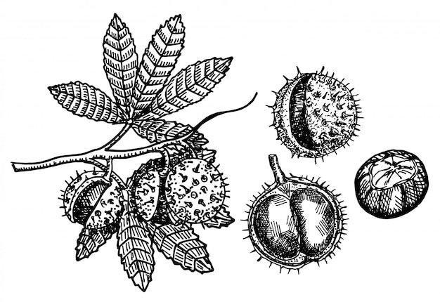 Castaño conjunto de bocetos sobre fondo blanco. Rama de castaño con frutas. Dibujo botánico Ilustración de dibujo vectorial