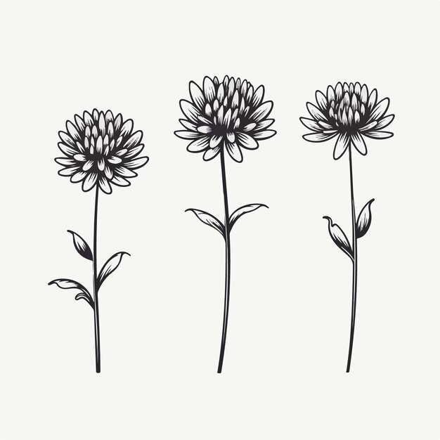 Cautivadoras ilustraciones vectoriales de crisantemo perfectas para marcas con temática botánica