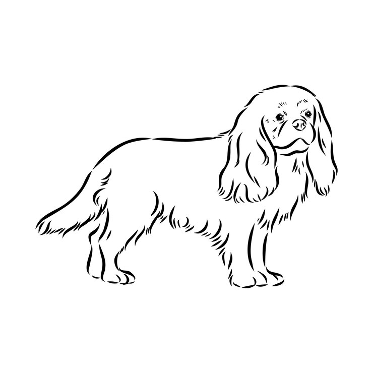 Vector cavalier king charles perro vector imagen silueta